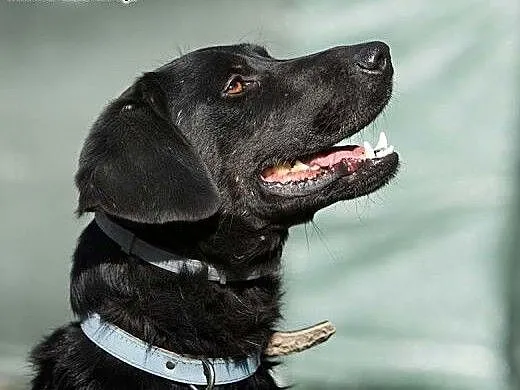 POKER - piękny, 2 letni czarny labrador szuka domu