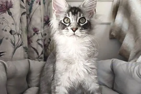 Kocurek Maine coon Amon, Podkarpackie, Lipa