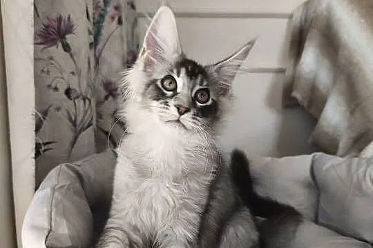 Kocurek Maine coon Amon, Podkarpackie, Lipa