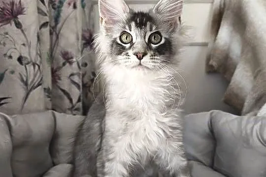 Kocurek Maine coon Amon, Podkarpackie, Lipa