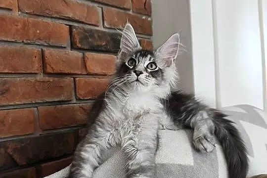 Kocurek Maine coon Amon, Podkarpackie, Lipa