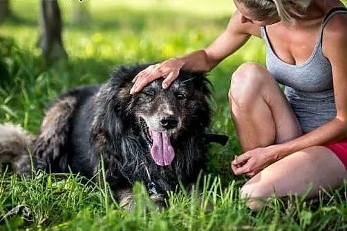 ASLAN - dojrzały, grzeczny pies do adopcji! kto go