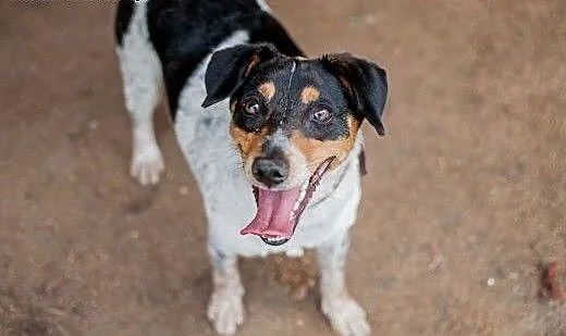 Cudowna, mądra, łagodna, nieduża sunia do adopcji,