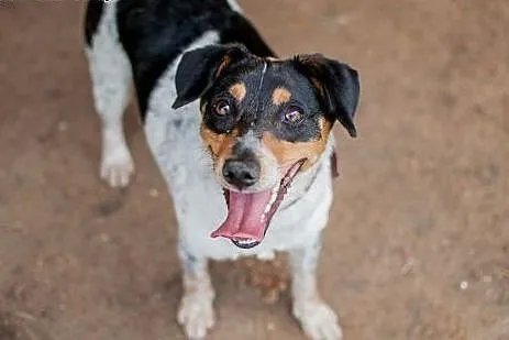 Cudowna, mądra, łagodna, nieduża sunia do adopcji,