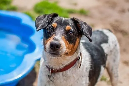Cudowna, mądra, łagodna, nieduża sunia do adopcji,