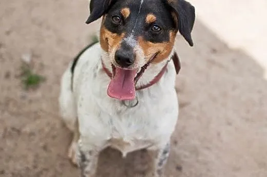 Cudowna, mądra, łagodna, nieduża sunia do adopcji,