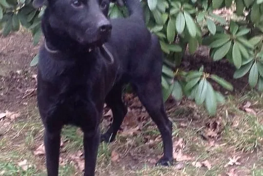 {Do adopcji}: Błysk - chodzący na smyczy!, Łódzkie, Łódź