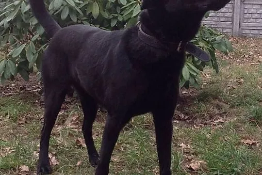 {Do adopcji}: Błysk - chodzący na smyczy!, Łódzkie, Łódź