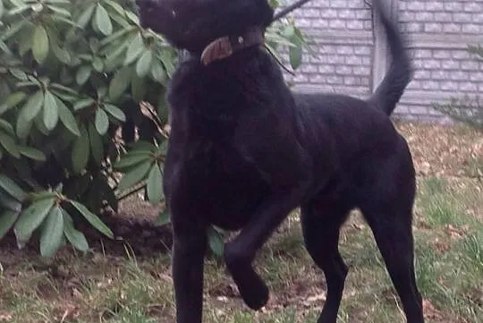 {Do adopcji}: Błysk - chodzący na smyczy!, Łódzkie, Łódź