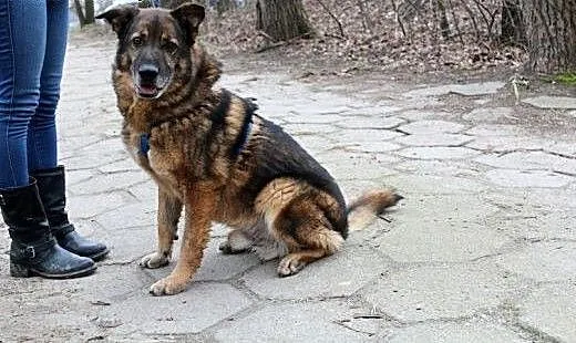 Pocieszny Wiewiórek szuka domu, dolnośląskie Wroc