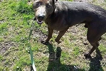 Nero-psiak pełen wigoru czeka na dom,  dolnośląskie Jelenia Góra