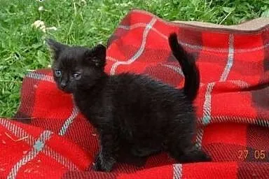 Sprzedam młode koty rosyjskie czarne ,  małopolski