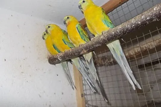 papugi świergotki seledynowe, Nowy Tomyśl