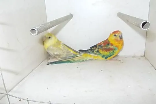Papugi świergotki seledynowe, Nowy Tomyśl