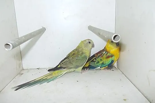 papugi świergotki seledynowe, Nowy Tomyśl