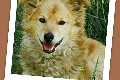 Średni 12 kg psiak KROPEL, łagodny,przyjacielski,delikatny_Adopcja_