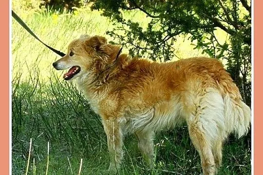 Średni 12 kg psiak KROPEL, łagodny,przyjacielski,d
