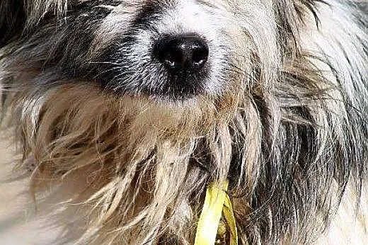 POMPON młodziutki ZJAWISKOWY piesek szuka DOBREGO 