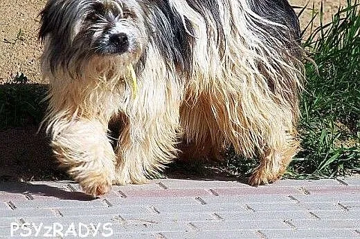 POMPON młodziutki ZJAWISKOWY piesek szuka DOBREGO 