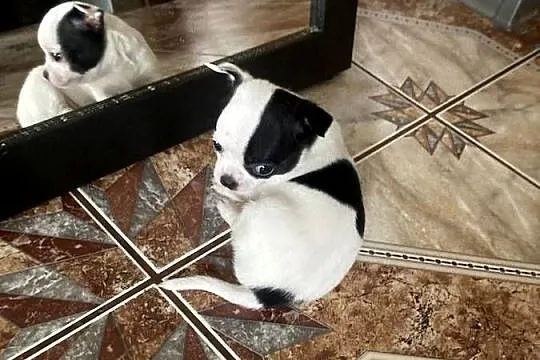 Chihuahua, Śląskie, Wręczyca Wielka