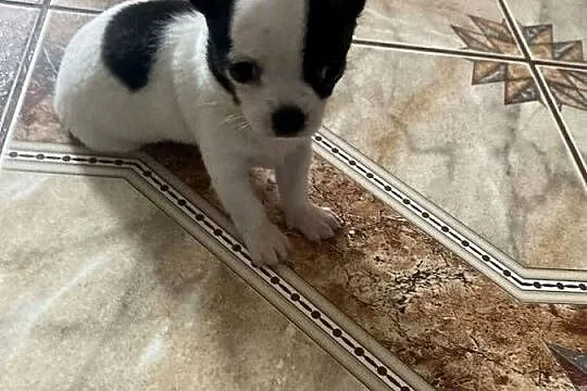 Chihuahua, Śląskie, Wręczyca Wielka