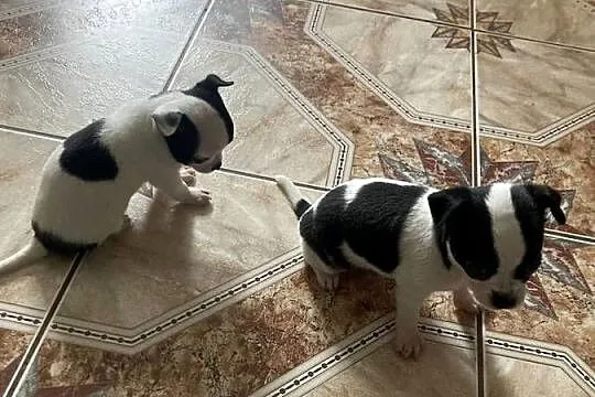 Chihuahua, Śląskie, Wręczyca Wielka