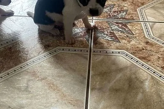 Chihuahua, Śląskie, Wręczyca Wielka