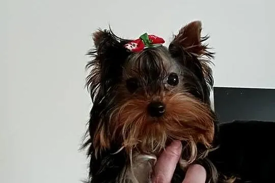 Yorkshire Terrier Laleczka ❤️