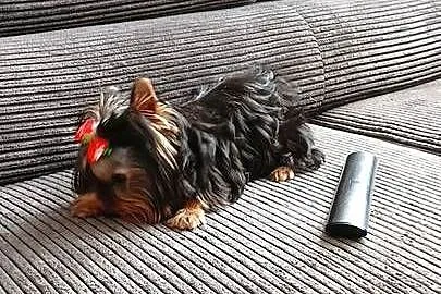 Yorkshire Terrier Laleczka ❤️, Zachodniopomorskie, Grzybno