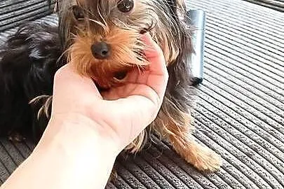 Yorkshire Terrier Laleczka ❤️, Zachodniopomorskie, Grzybno