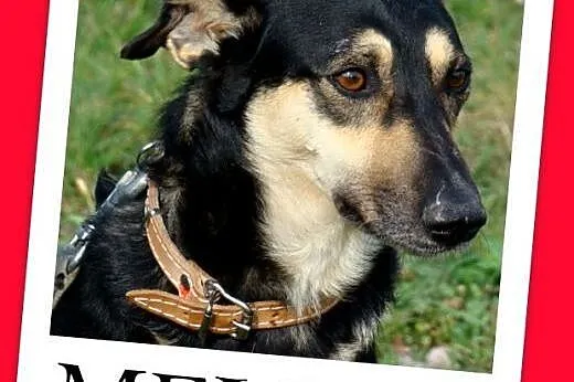 20 kg,przyjazny,spokojny,łagodny,delikatny pies MELBU.Adopcja,  małopolskie Kraków