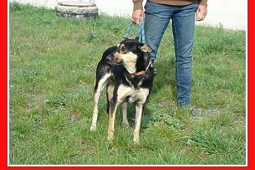 20 kg,przyjazny,spokojny,łagodny,delikatny pies ME