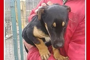 4 mies_ jamnikowaty szczeniak,piesek PARKO,bardzo grzeczny_Adopcja_