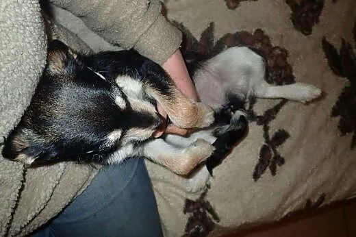 Mgiełka 7 miesięczna sunia w typie teriera szuka d