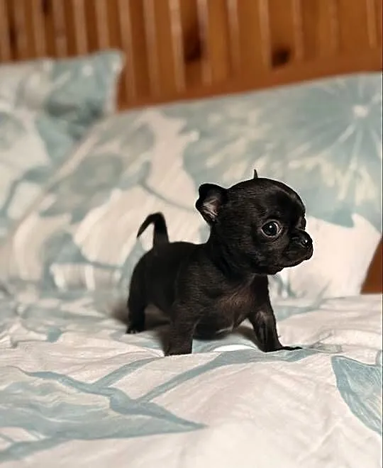Chihuahua piękny samiec, Śląskie, Zrębice