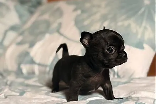 Chihuahua piękny samiec