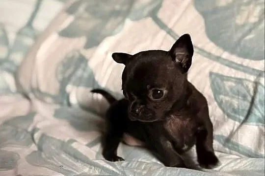 Chihuahua piękny samiec, Śląskie, Zrębice