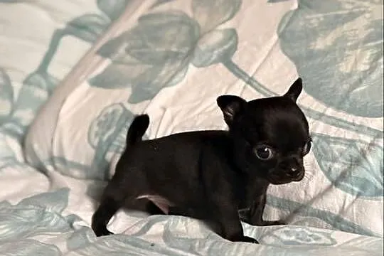 Chihuahua piękny samiec, Śląskie, Zrębice