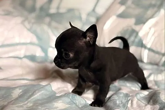 Chihuahua piękny samiec, Śląskie, Zrębice