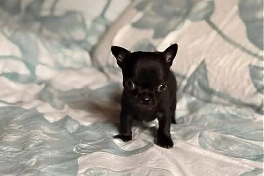 Chihuahua piękny samiec, Śląskie, Zrębice