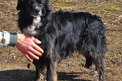 BEST - moja Pani umiera, a mnie nie chce nikt... ADOPTUJ!,  mazowieckie Warszawa