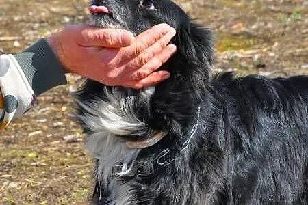 BEST - moja Pani umiera, a mnie nie chce nikt... A