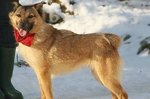 Szorstkowłosa suczka Ancia szuka domu!,  śląskie K