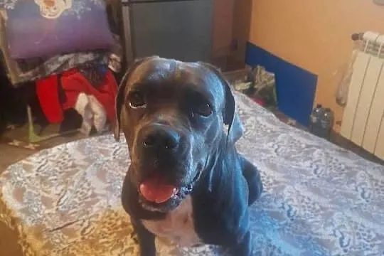 Pies cane corso