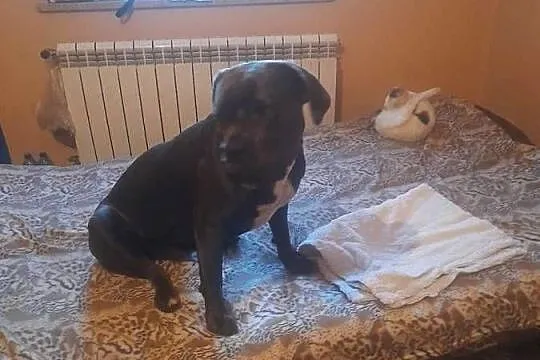 Pies cane corso, Śląskie, Zawiercie