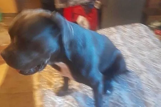 Pies cane corso, Śląskie, Zawiercie