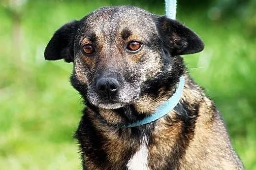 LECZO - najzwyklejszy kundelek na świecie - do adopcji,  Kundelki cała Polska
