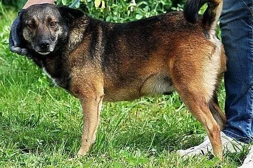 LECZO - najzwyklejszy kundelek na świecie - do ado
