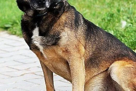 LECZO - najzwyklejszy kundelek na świecie - do ado