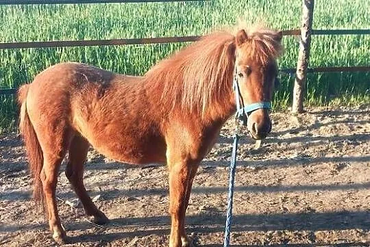 Klacz kucyk, Śląskie, Zawiercie